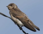 Northern_Rough-winged_Swallow_n10-8-042_l_1